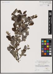 Foto von Salix aurita L.